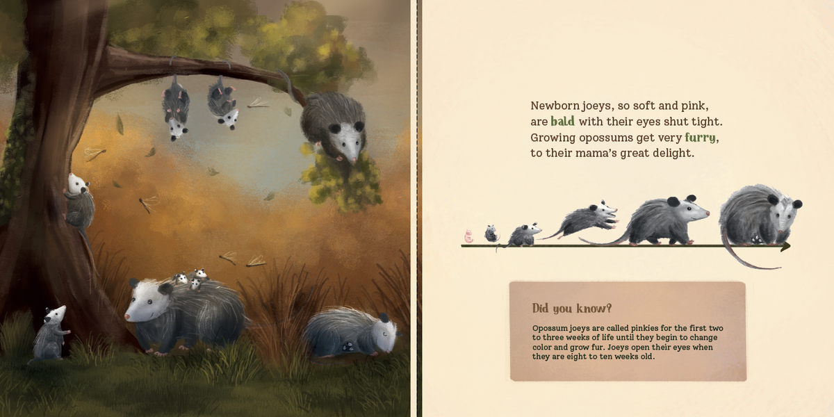 Opossum Opposites: Get to Know Our Misunderstood Marsupial